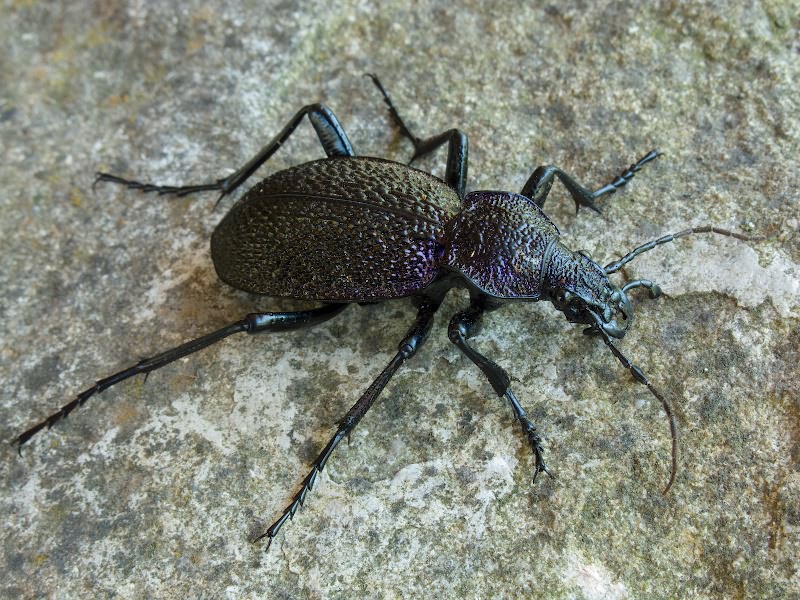 Carabus scabrosus tauricus Bonelli, 1810